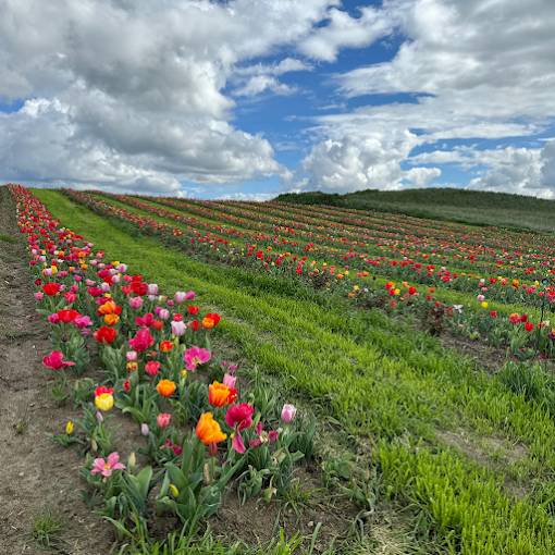 Parco Beranu Froriu Turri | Tulipani in Sardegna
