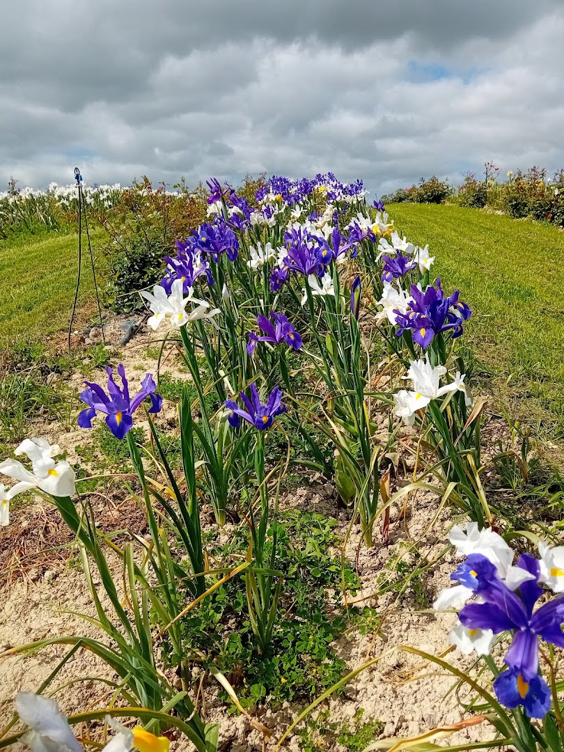 Parco Beranu Froriu Turri | Tulipani in Sardegna