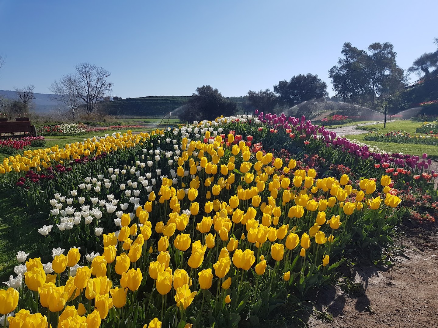 Parco Beranu Froriu Turri | Tulipani in Sardegna