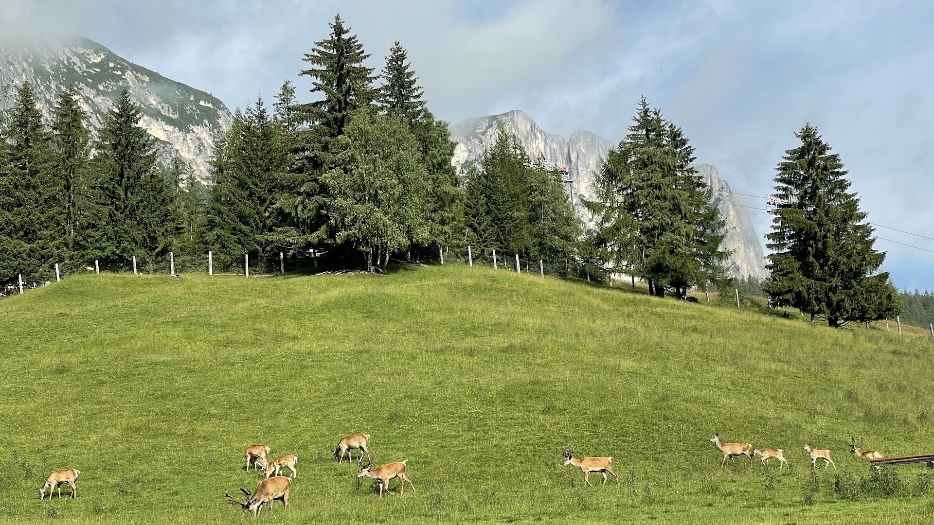 Parco Cervi Sompunt - Alta Badia