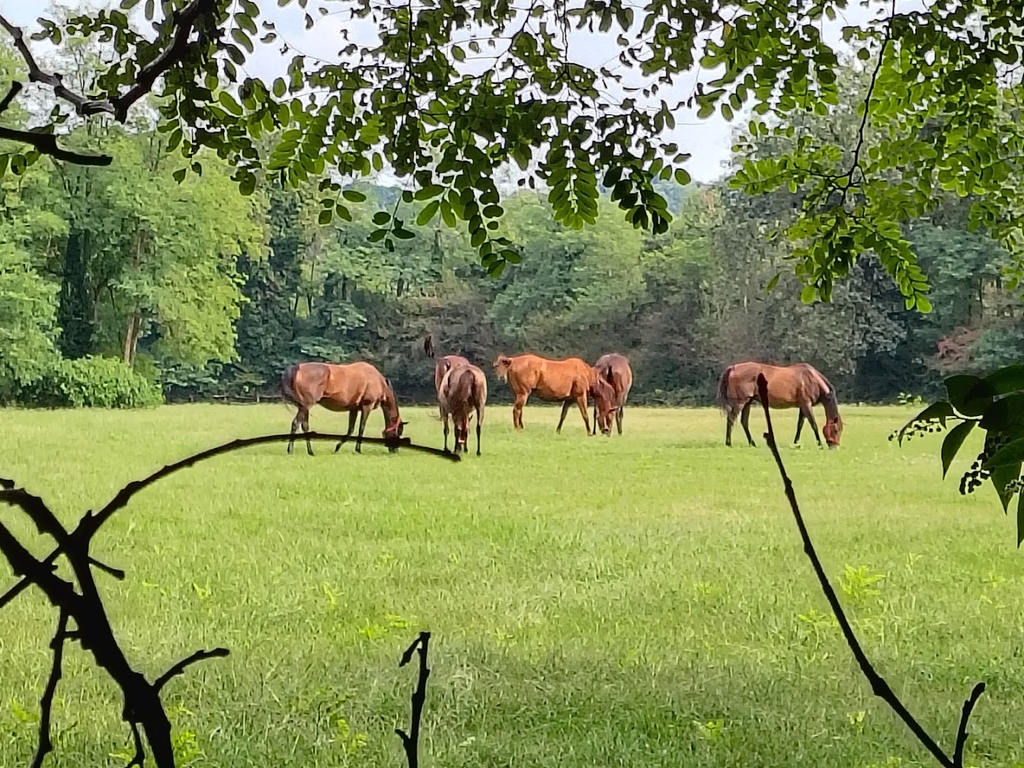 Parco dei Lagoni di Mercurago