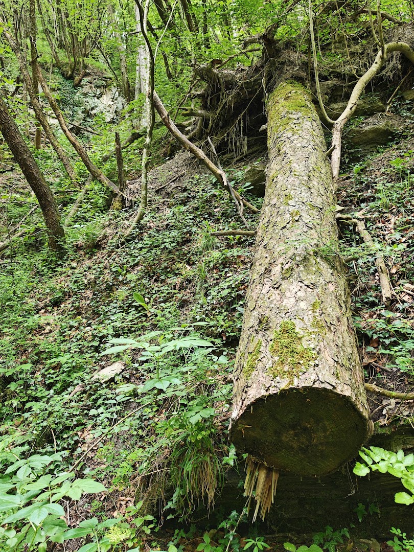 Parco della covetta, Sestola