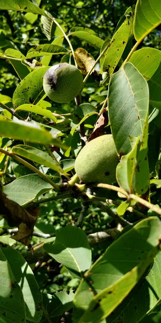 Parco Delle Noci