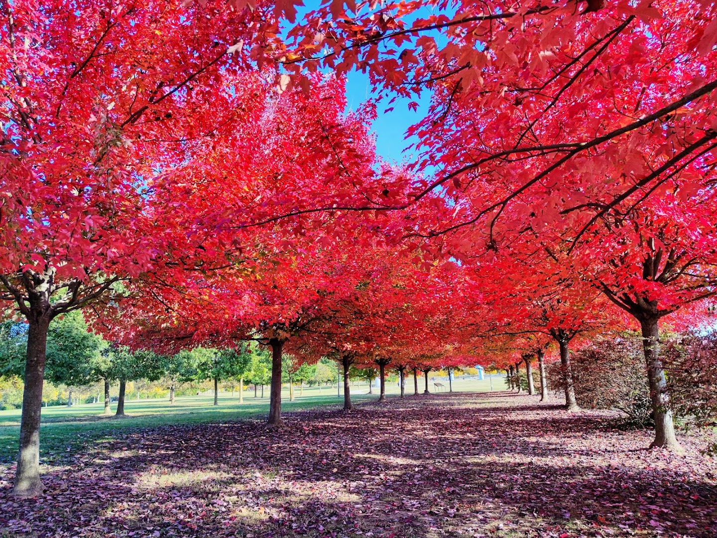 Parco di San Giuliano