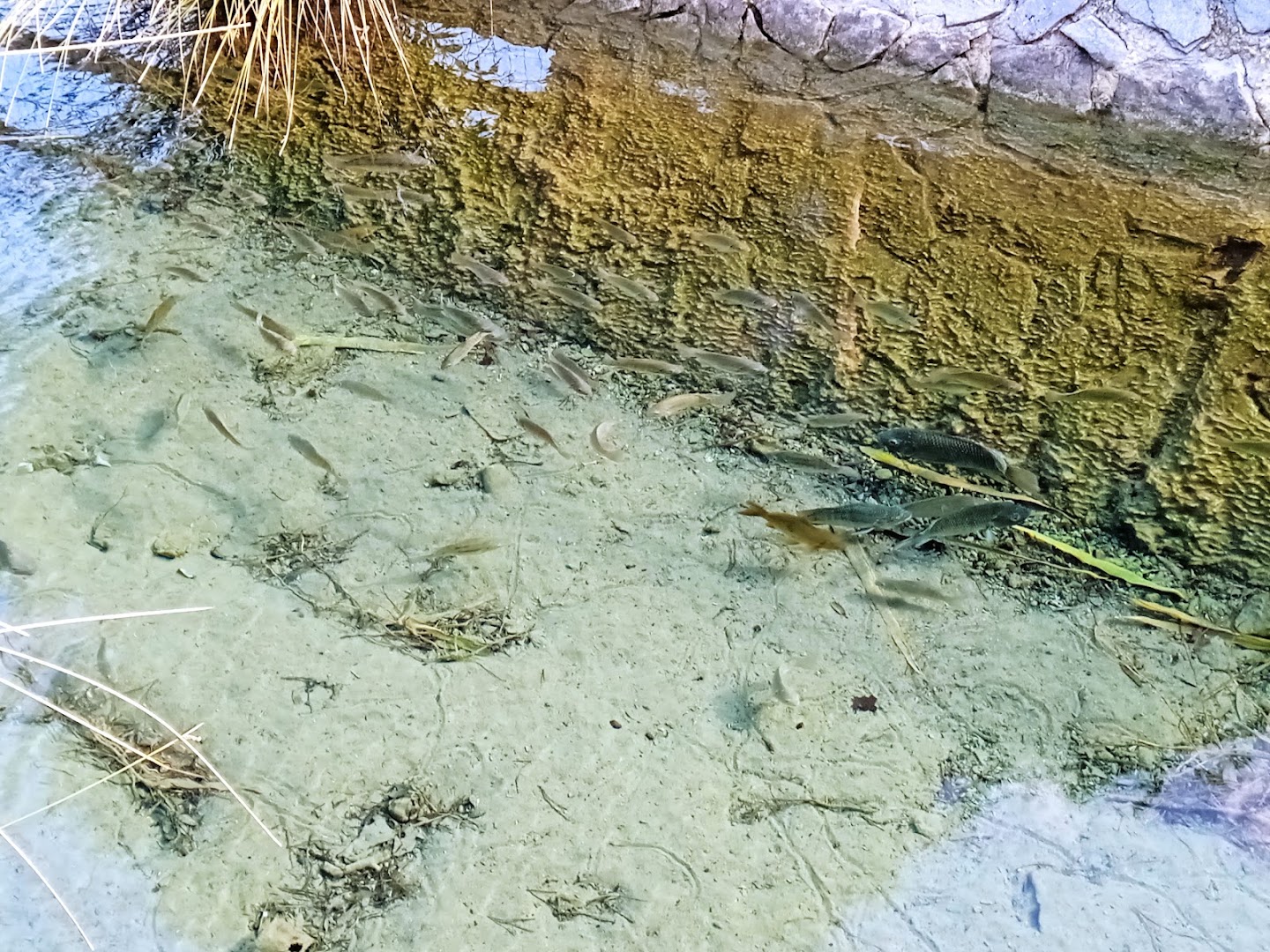 Parco di Tufaia