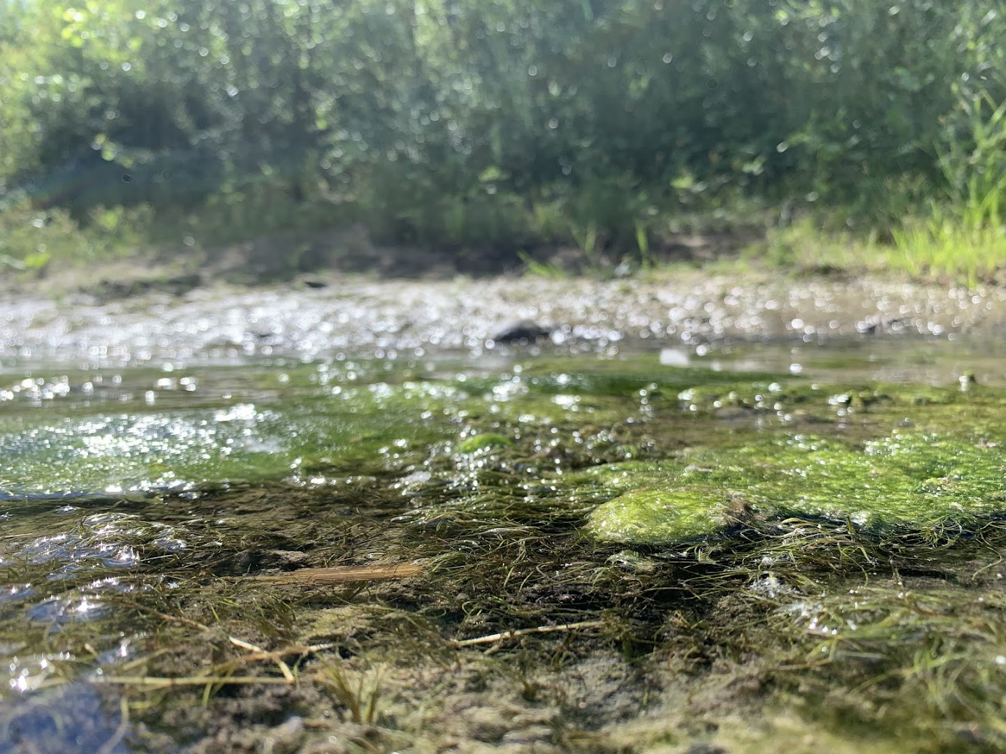 Parco fluviale del Serchio