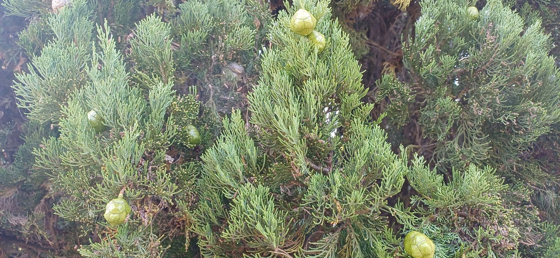 Parco Fola (Albinea)
