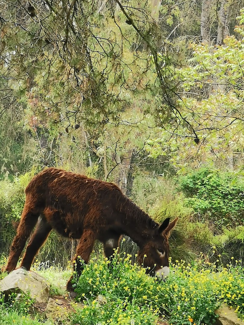 Parco forestale Calaforno