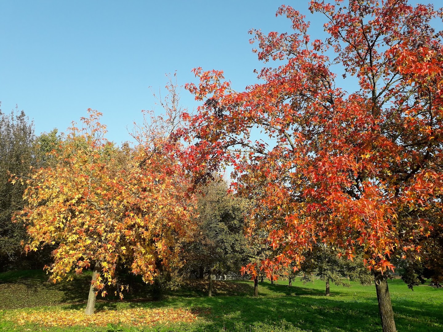 Parco Martin Luther King