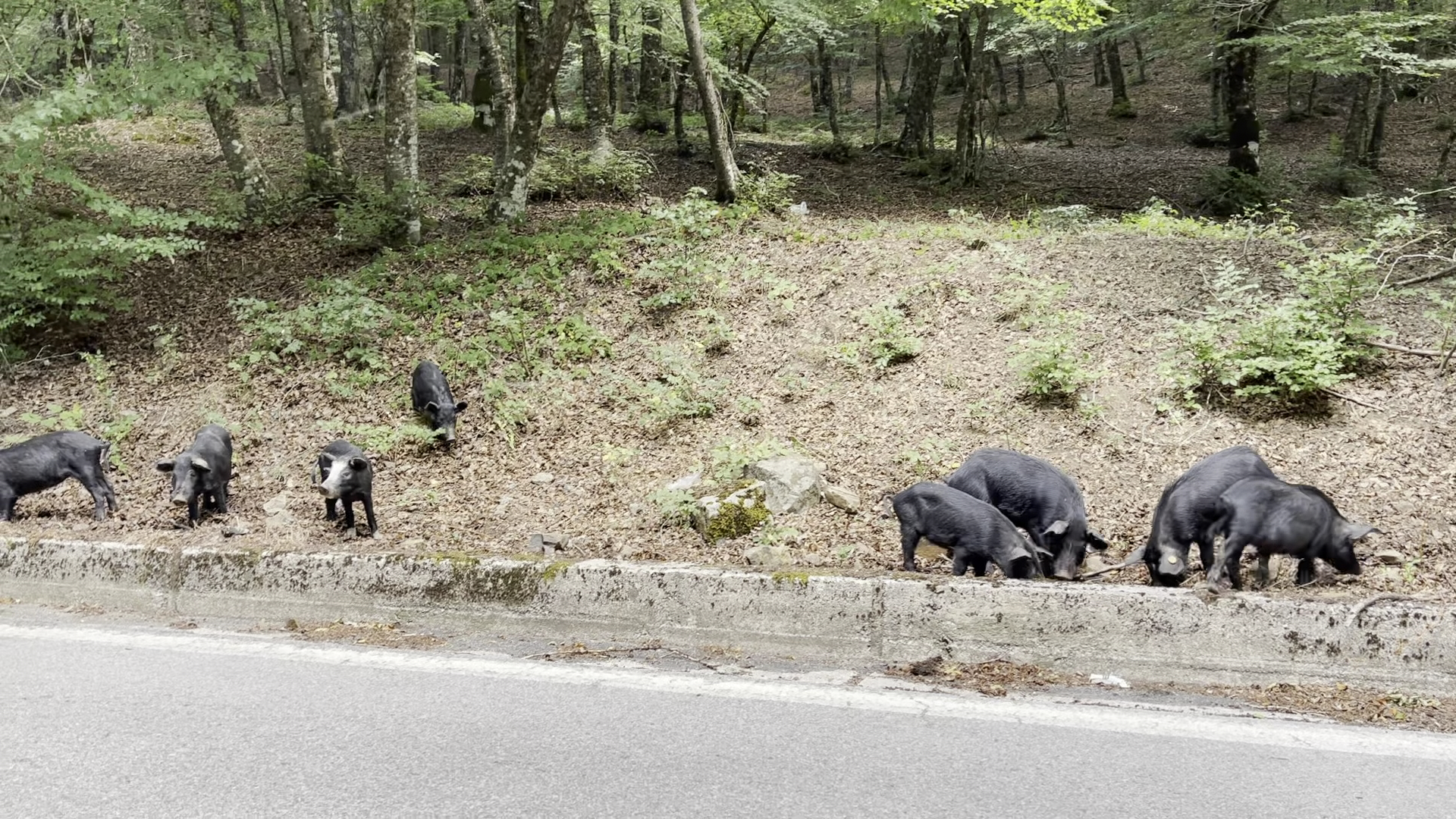 Parco Naturale Regionale dei Nebrodi