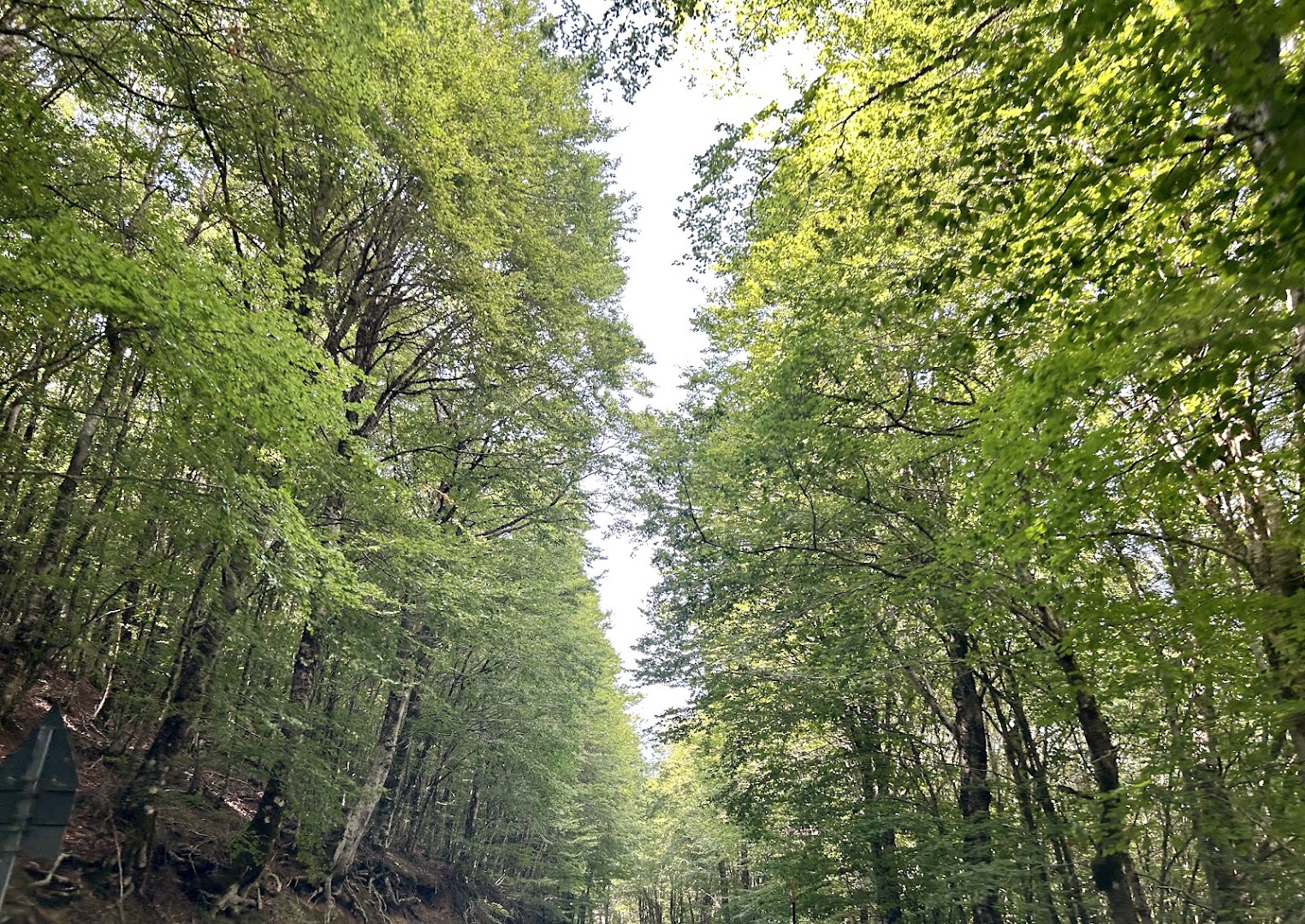 Parco Naturale Regionale dei Nebrodi