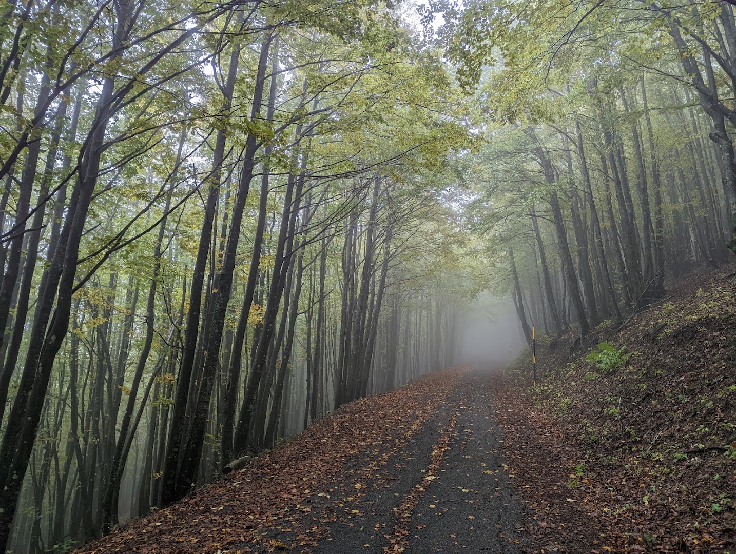 Parco Nazionale delle Foreste Casentinesi, Monte Falterona e Campigna
