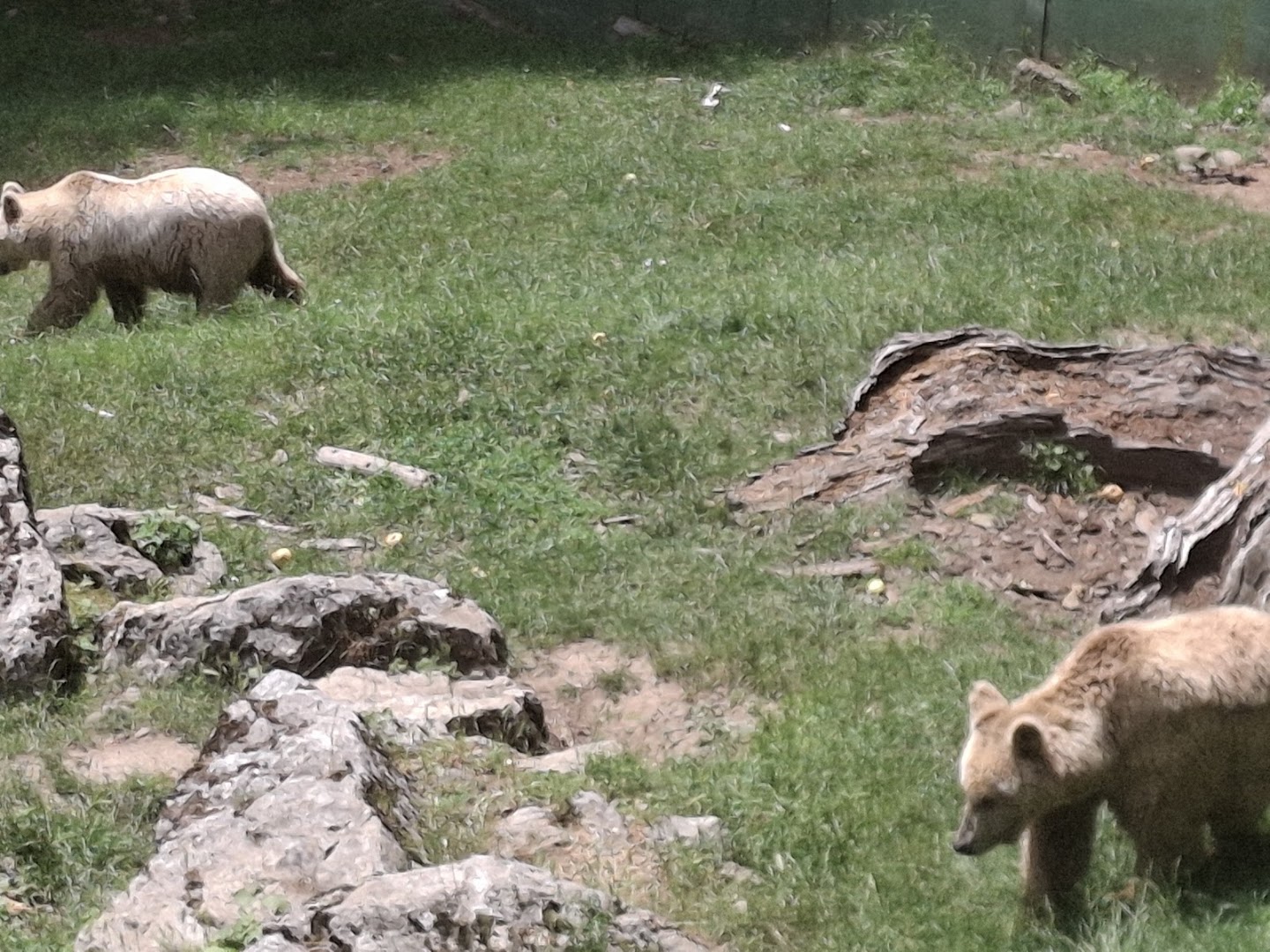 Parco orecchiella