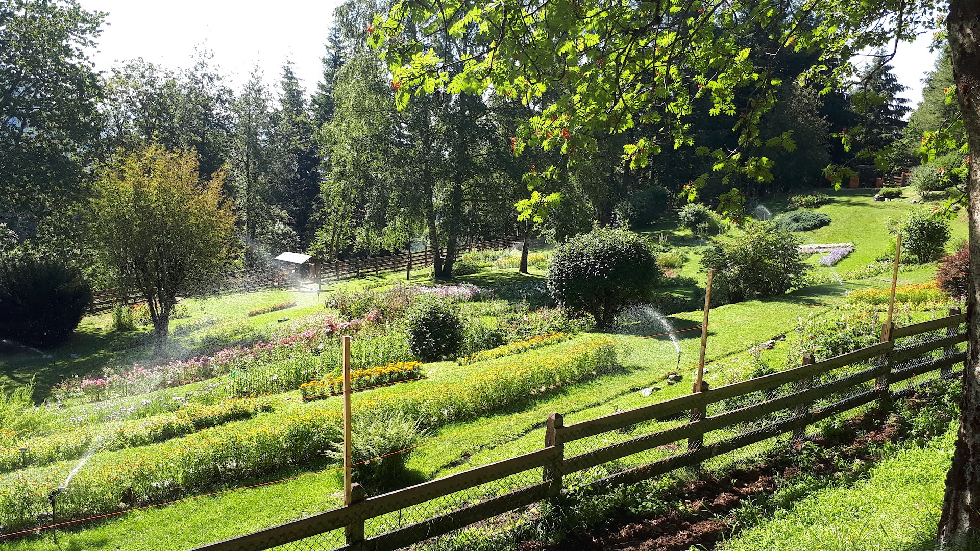 Parco orecchiella