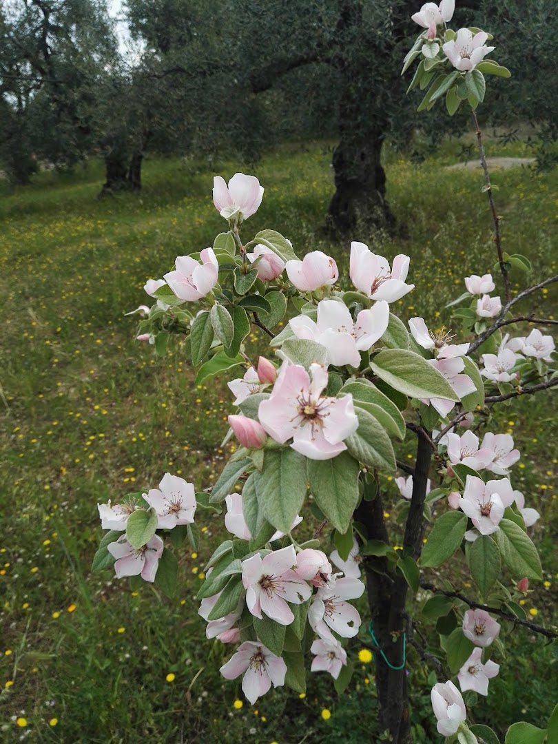Parco Padre Savarese