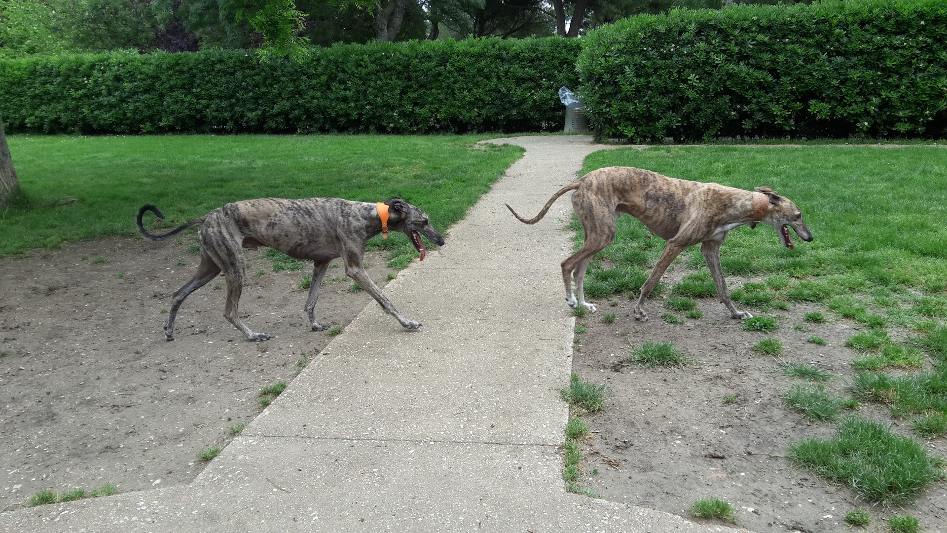 Parco Per Cani, Senigallia