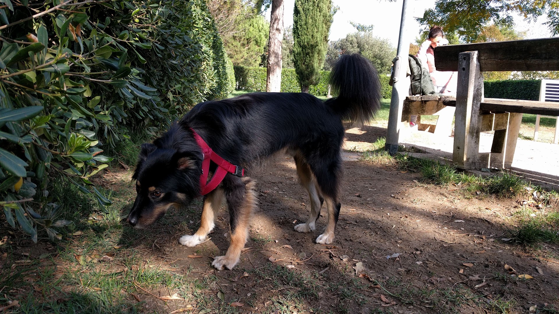 Parco Per Cani