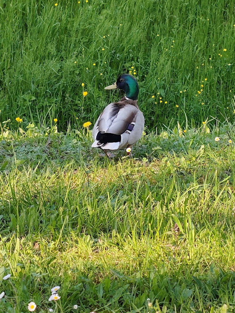 Parco Pubblico San Daniele, Abano Terme