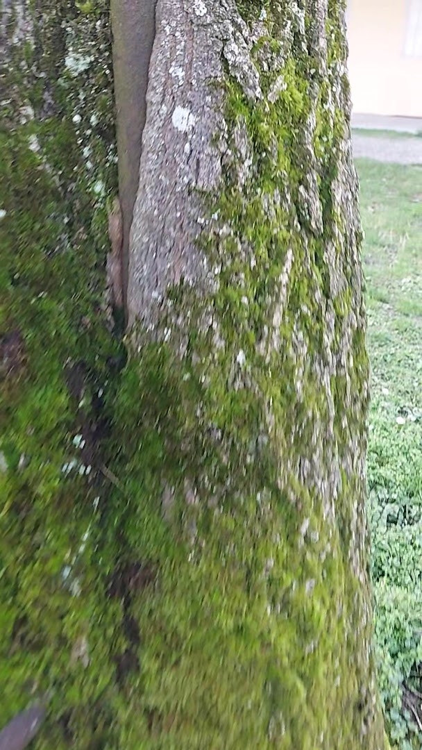 Parco Regionale Boschi di Carrega