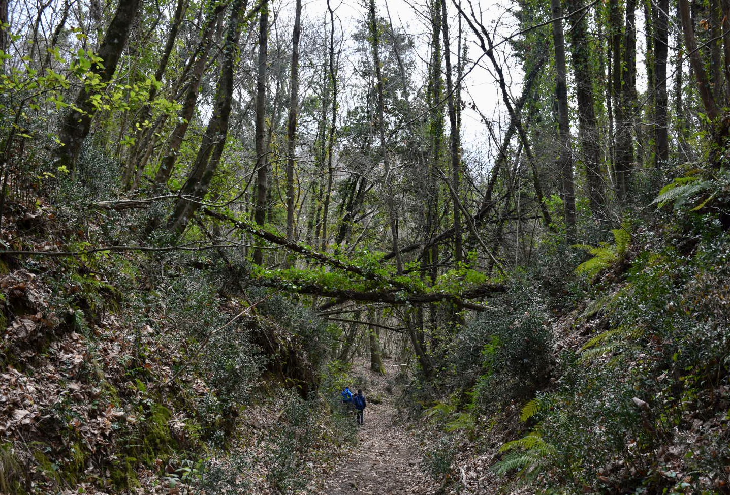 Parco Romano Biodistretto Castelli Romani