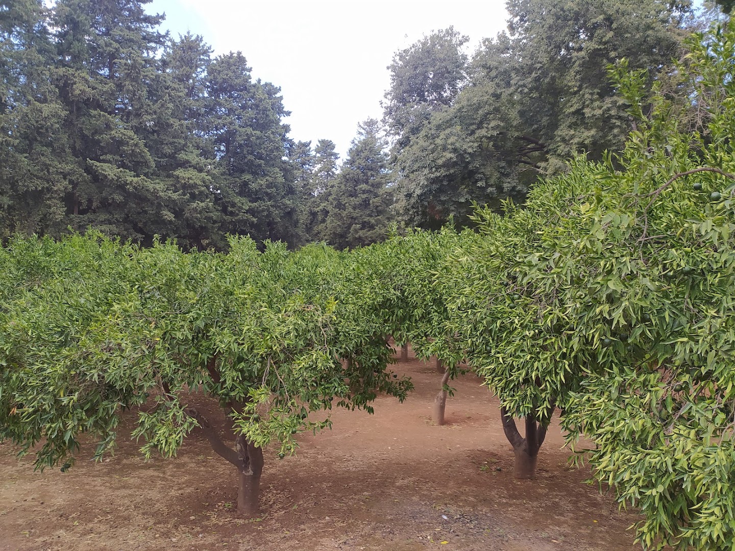 Parco Villa Turrisi