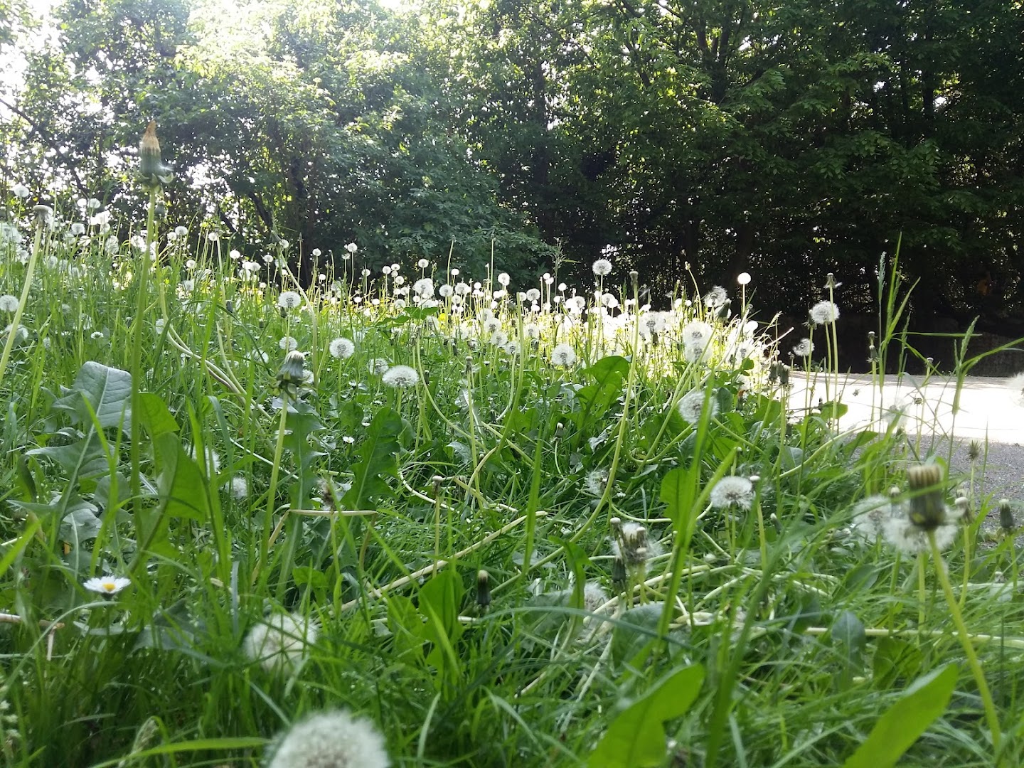 Parco Zanchi, Treviolo