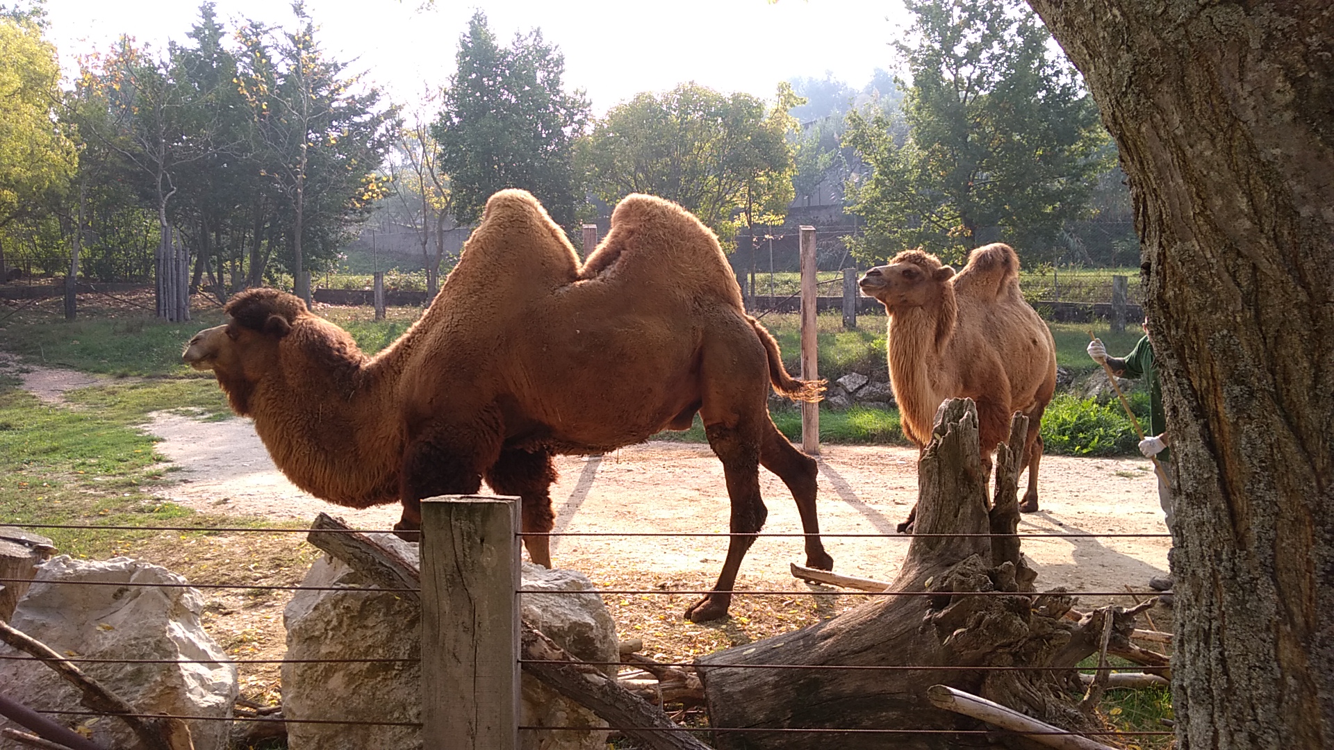 Parco Zoo Falconara Srl