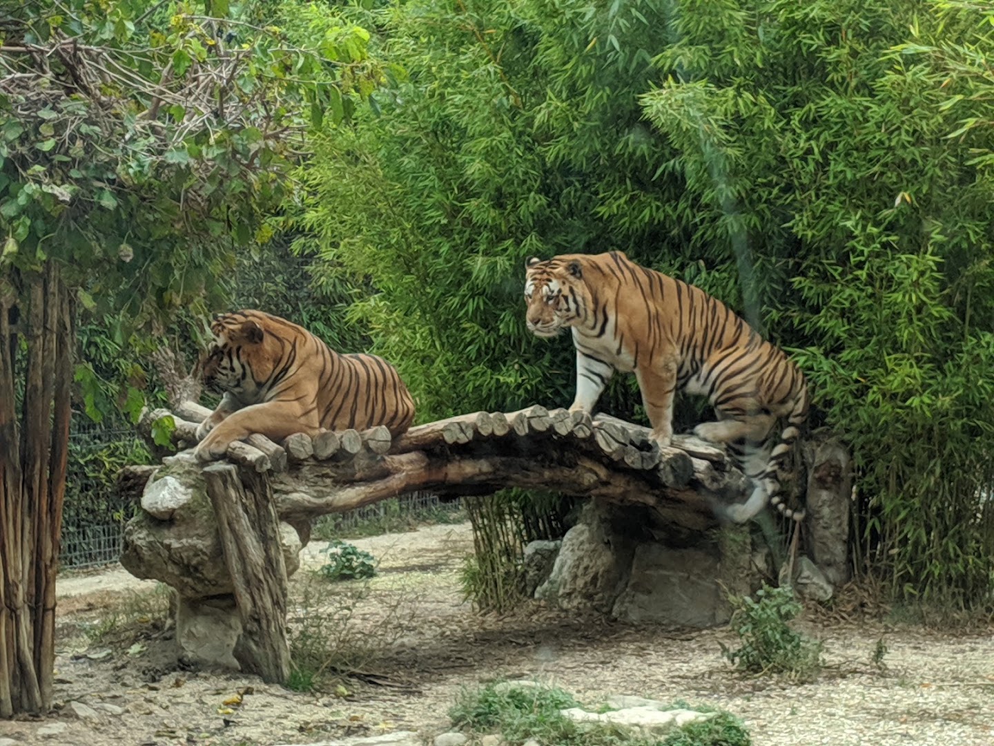 Parco Zoo Falconara Srl