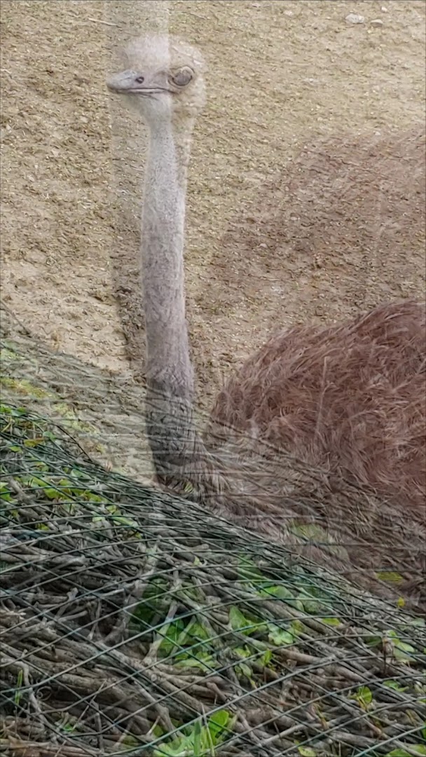 Parco Zoo Falconara Srl