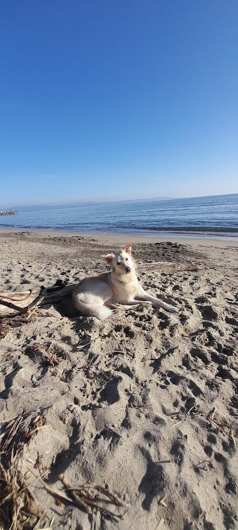 Pascià Glam Dog Beach