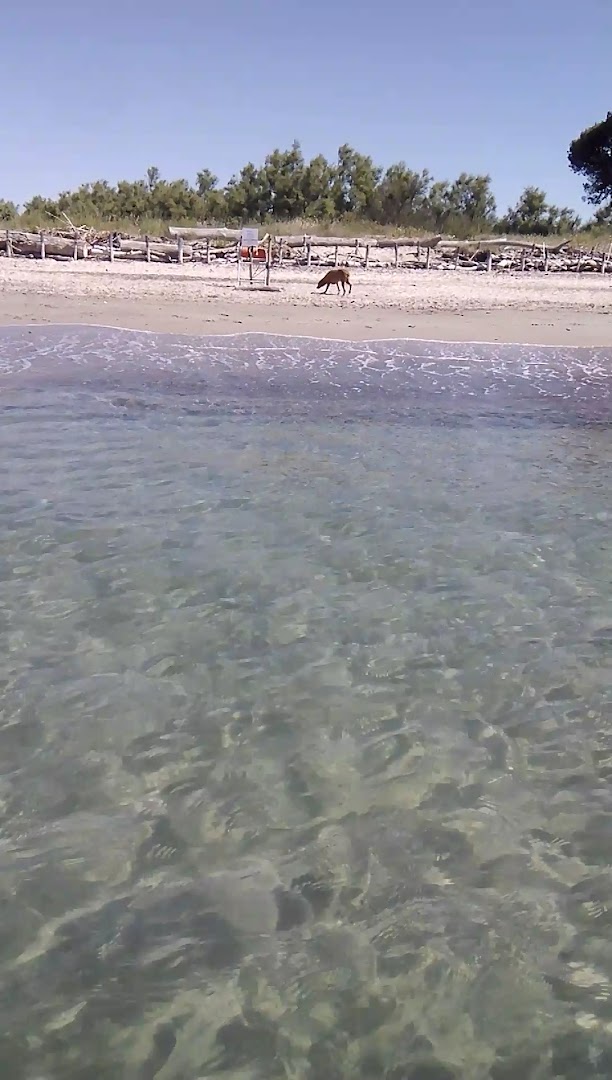 Pascià Glam Dog Beach