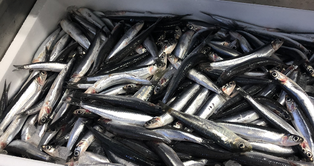 Pescheria da Pasquale, Sassuolo