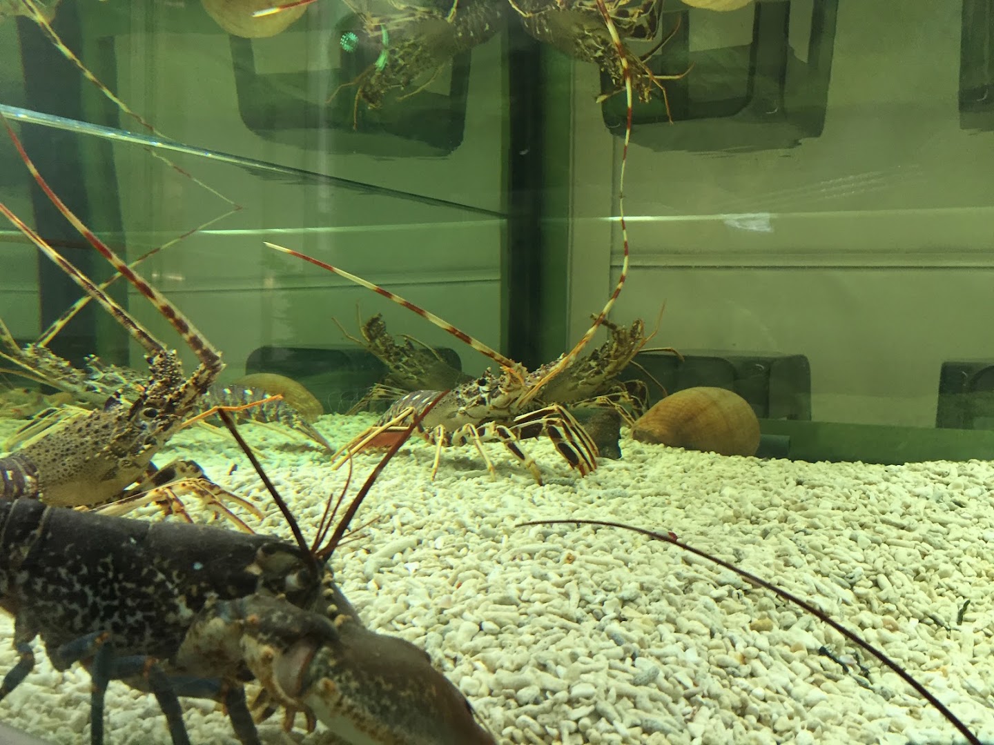 Pescheria da Poreo