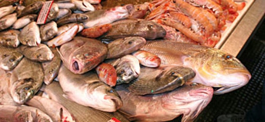 Pescheria Da Zingone fishes