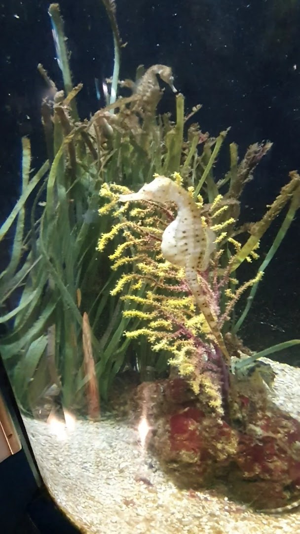 Pescheria Da Zingone fishes