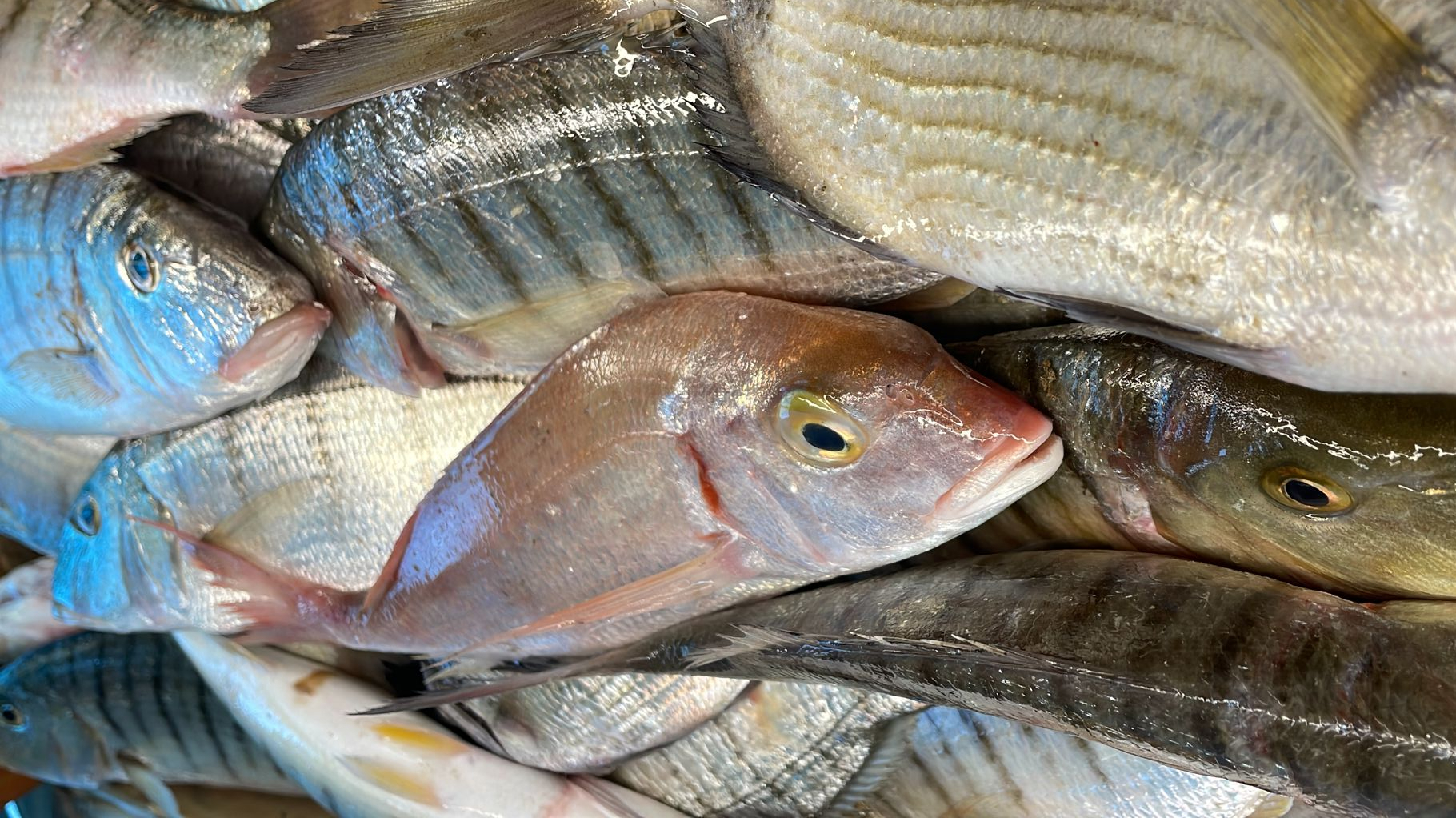 PESCHERIA GAGLIONE