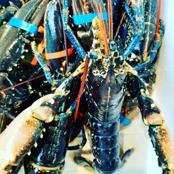 Pescheria La Mediterranea, Afragola