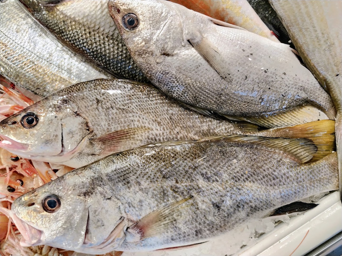 Pescheria Mediterranée