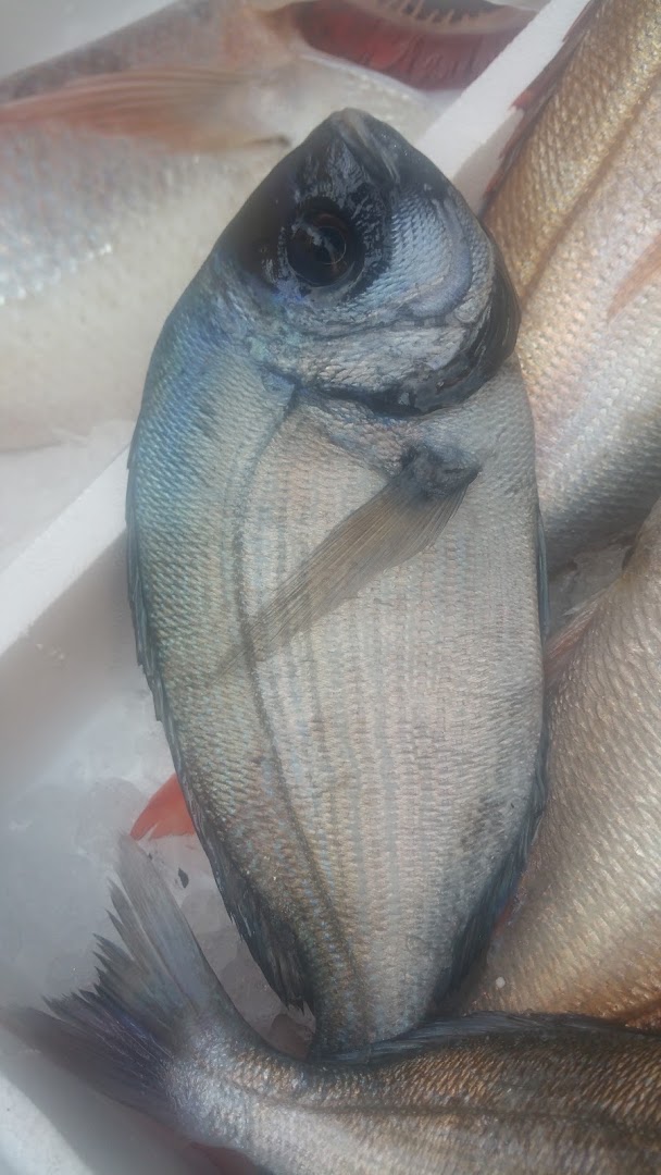 Pescheria Norma