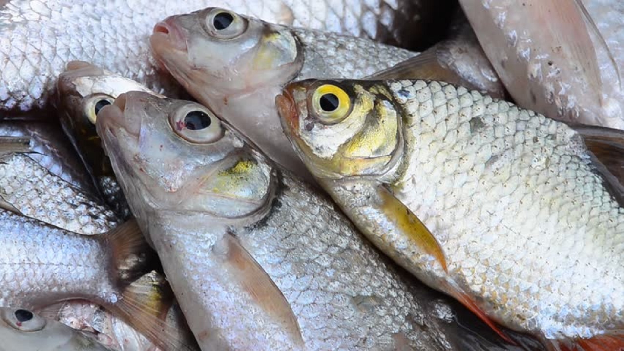 Pescheria Onda Azzurra