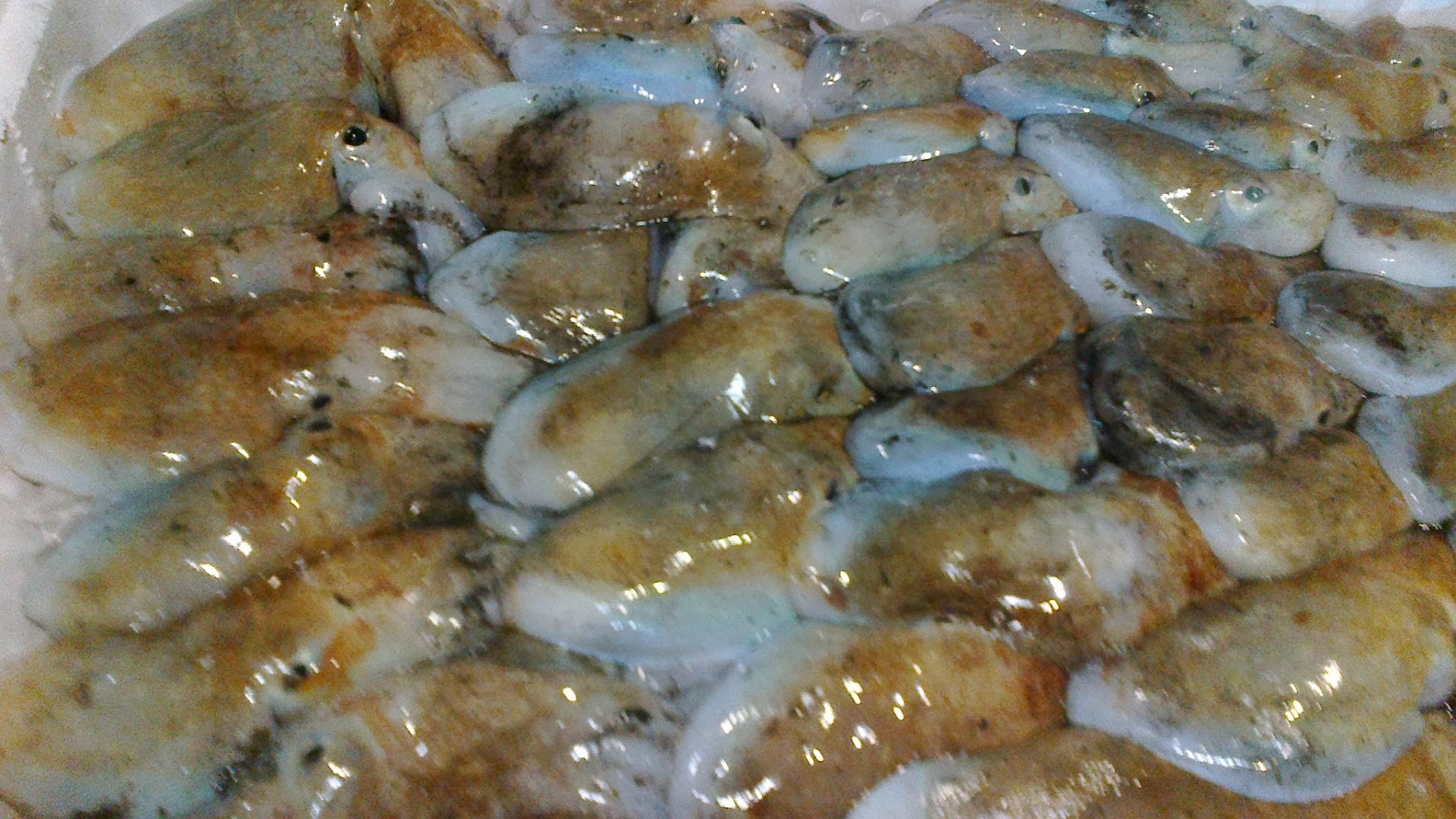 Pescheria Osteria dal Sor Duilio
