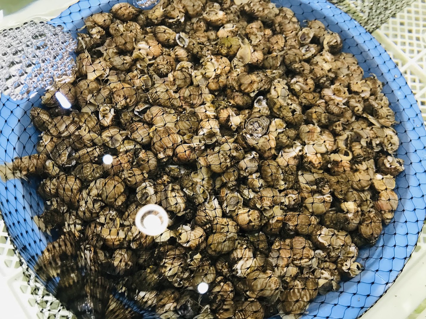 Pescheria Persichino Pontinia 1986, Pontinia