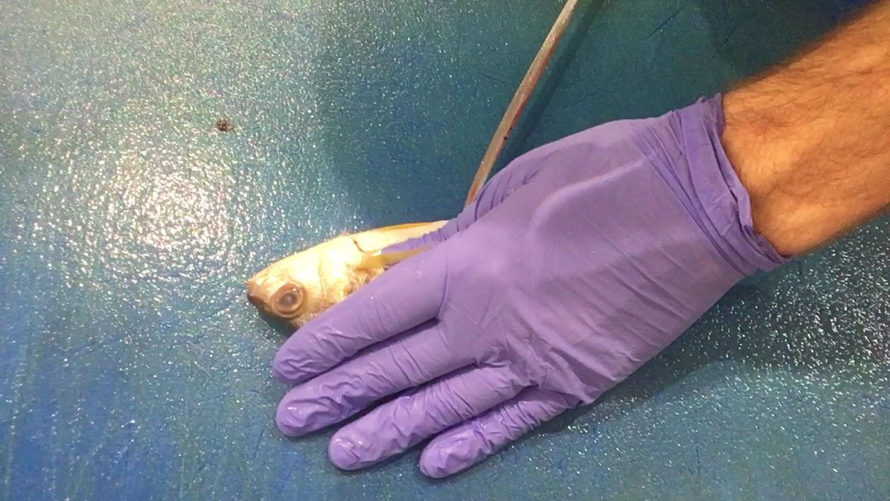 Pescheria Persichino Pontinia 1986