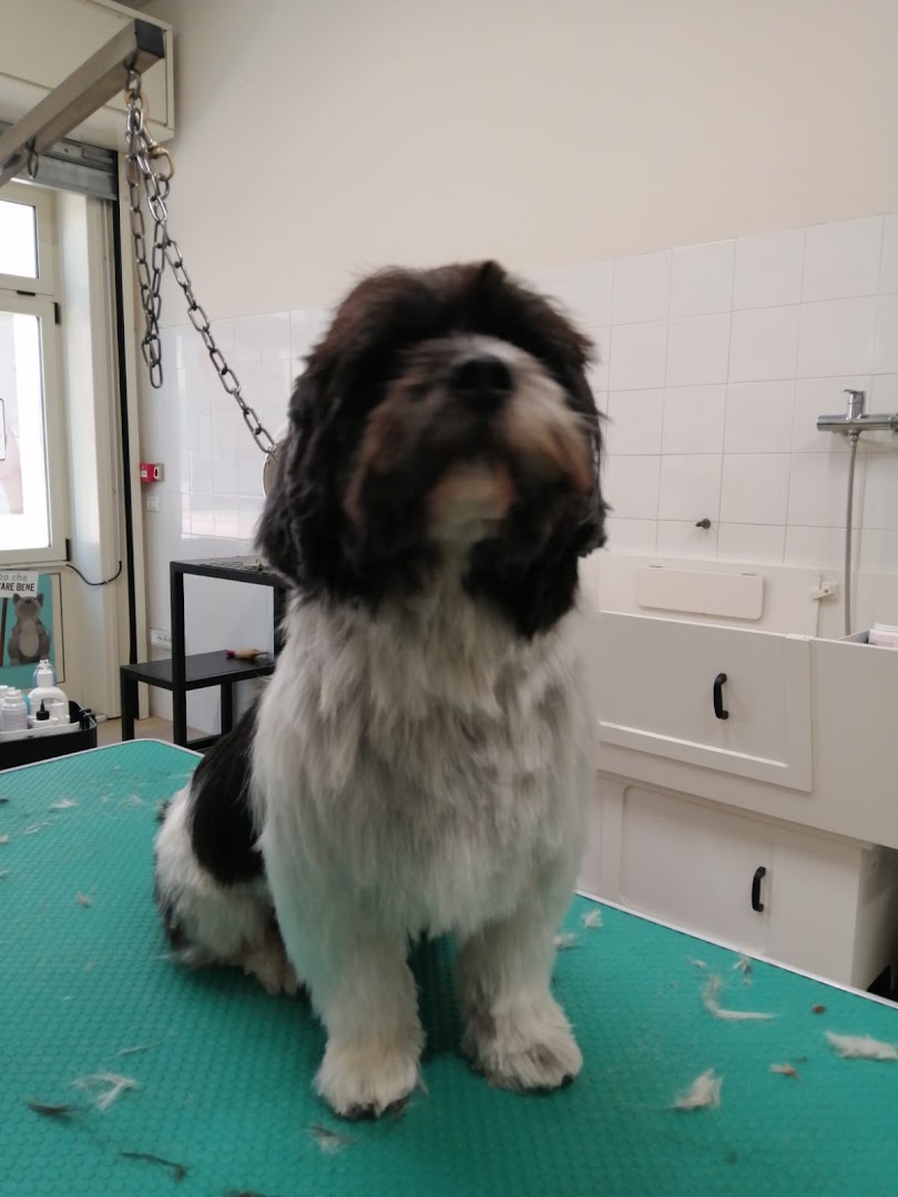 Pet Store Conad Negozio per animali, Santa Croce sull'Arno