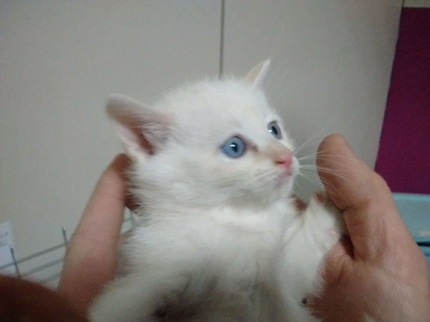 Pet Store, Castel Goffredo