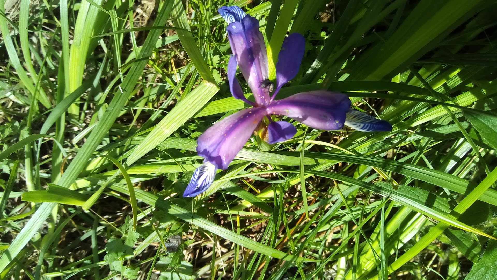 Piani Di Praglia