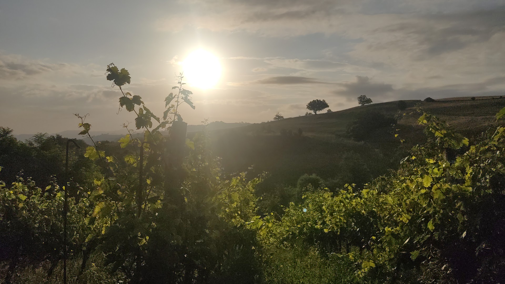 Piavola