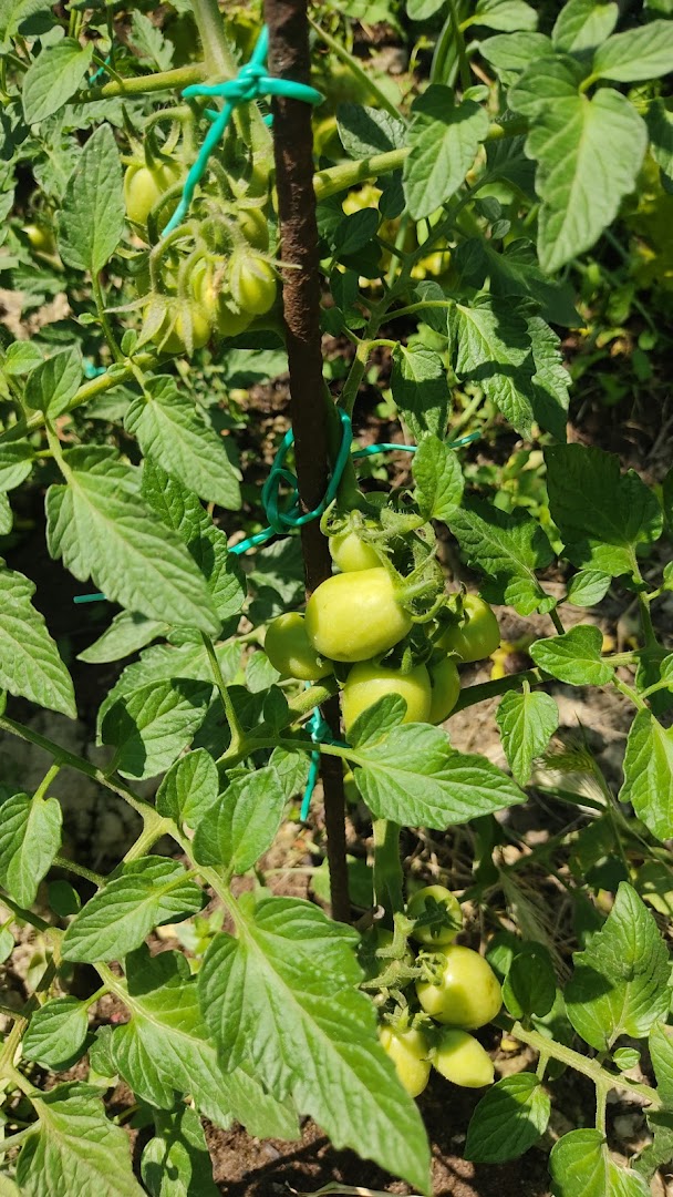 Piavola