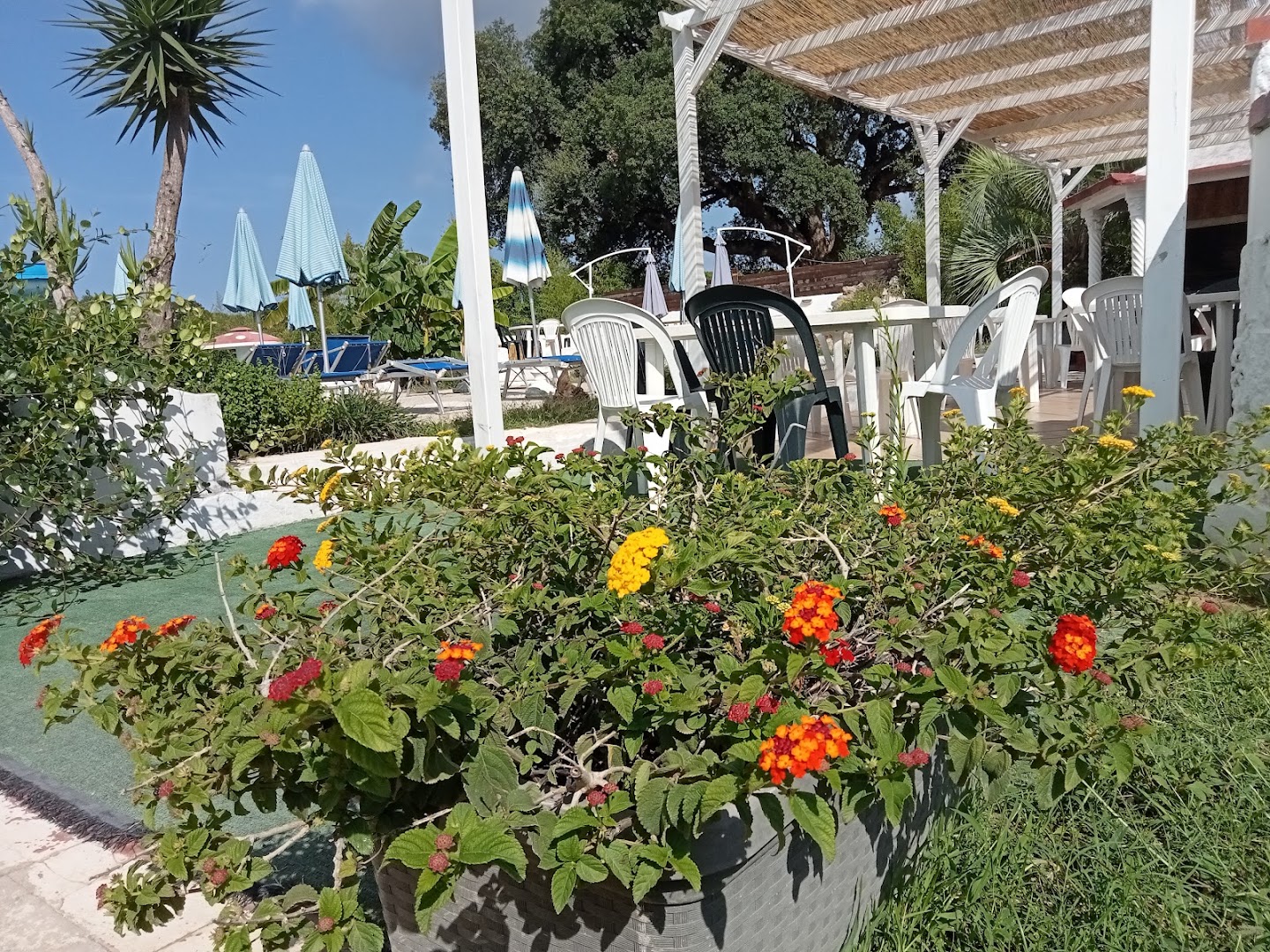 Picchio Rosso Sabaudia Circeo