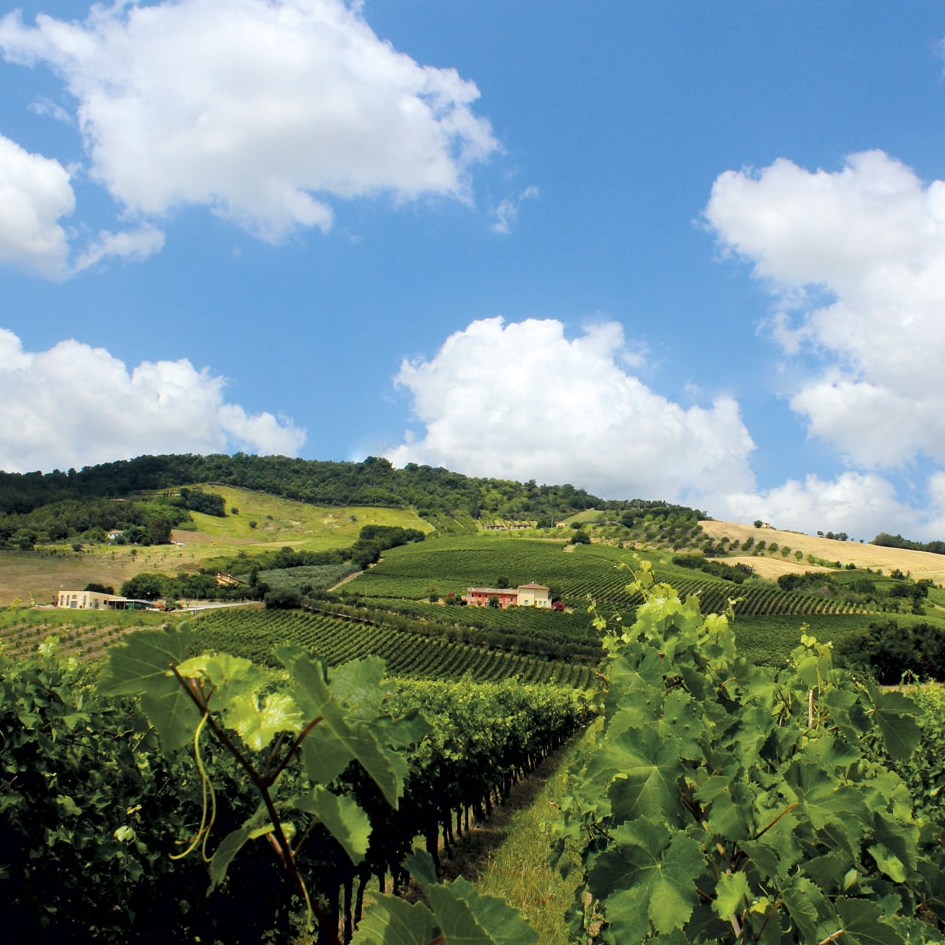 Pilandro - Azienda Agricola